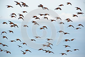 The flock of Red Knot - Calidris canutus is a medium-sized shorebird