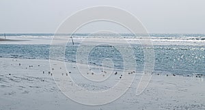 A flock of Red land crab or Fire-Red crab on beach. Red ghost crabs at Sonadia Island, Kutubjom Union, Bangladesh.