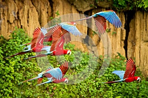 Flock of red parrot in flight. Macaw flying, green vegetation in background. Red and green Macaw in tropical forest, Peru