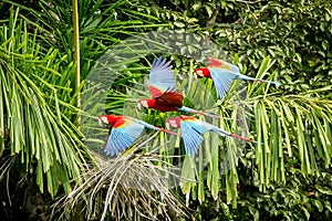 Flock of red parrot in flight. Macaw flying, green vegetation in background. Red and green Macaw in tropical forest, Peru,Wildlife