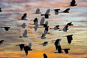 A flock of red tailed black cocka.toos