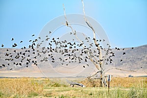 Flock of Red Winged BlackBirds Flying Over