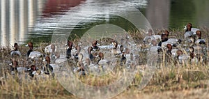 Flock of Redhead Duck drakes and hens, Georgia USA