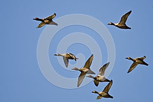 Flock of Redheads Flying in a Blue Sky