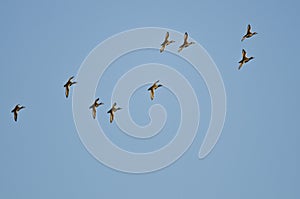 Flock of Redheads Flying in a Blue Sky