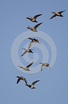 Flock of Redheads Flying in a Blue Sky