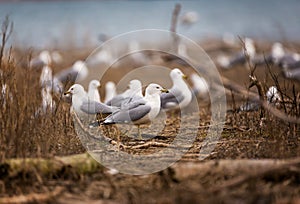 A flock of ring billed gulls rest in Tommy Thompson Park photo