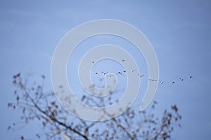 Flock of Ring-Necked Ducks