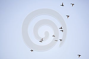 Flock of Ring-Necked Ducks