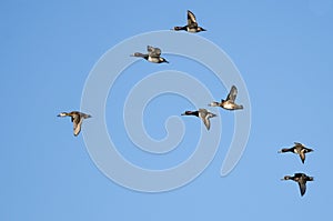 Flock of Ring-Necked Ducks Flying in a Blue Sky