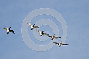 Flock of Ring-Necked Ducks Flying in a Blue Sky