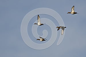 Flock of Ring-Necked Ducks Flying in a Blue Sky