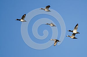 Flock of Ring-Necked Ducks Flying in a Blue Sky