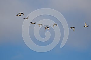 Flock of Ring-Necked Ducks Flying in a Cloudy Sky