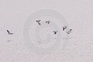 A flock of river Lapwing