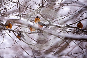 A flock of robins seek shelter from a winter snow storm