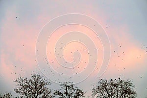 A flock of rooks in the sky