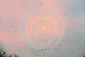 A flock of rooks in the sky