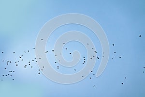 A flock of rooks in the sky