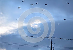 A flock of rooks in the sky