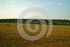 A flock of rooks on a sloping field in autumn