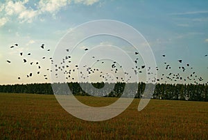 A flock of rooks on a sloping field in autumn