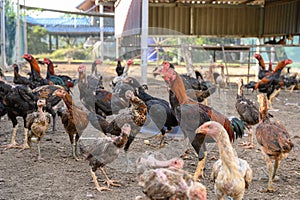 Flock of Rooster chickens raised in stall