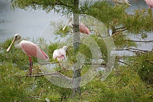 Flock of Roseate spoonbills in Cypress trees photo