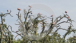 Flock of Roseate Spoonbills and an Ibis in a Tree