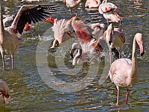 Flock of Rosy Flamingo, Phoenicopterus ruber roseus, for mass bathing