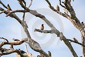 Flock of Rosy starling birds chirping on a dead tree shot on Bundala national park