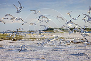 Flock Of Royal Terns Taking Flight photo