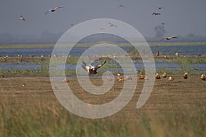 Flock of Ruddy Shelducks at Wadhwana Bird Sanctuary, Vadodara