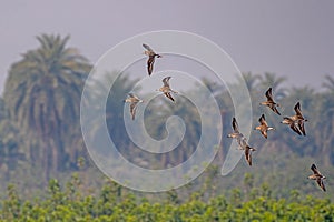 A flock of Ruffs flying