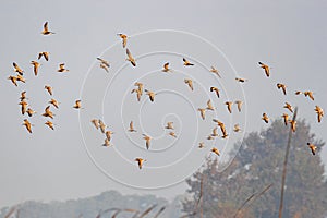 A Flock of ruffs flying