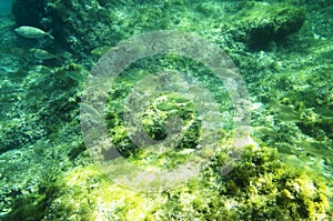 A flock of salp fish