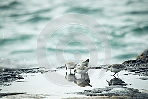 Flock of Sanderling (Calidris alba) feeding in a puddle on the Atlantic