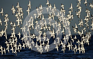 Flock of Sanderlings in flight