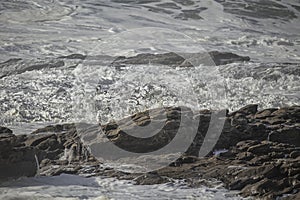 Flock of sanderlings in flight