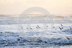 Flock of Sanderlings flying over the Waves of the Sea