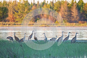 Flock of sandhill cranes