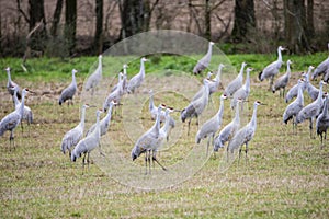 A flock of Sandhill Cranes getting ready to fly.
