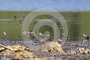 The flock of sandpiper and plover in the swamp