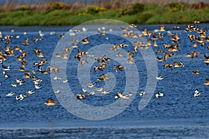 Flock of Sandpipers and American Avocets Flying Over the Lake