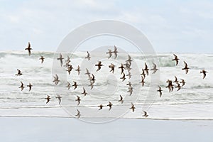 Flock of Sandpipers fly along the shoreline