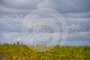 Flock of Sandpipers Flying