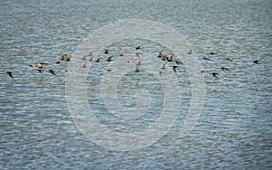 Flock of Sandpipers Flying