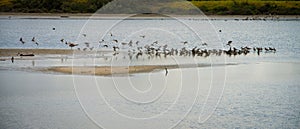 Flock of Sandpipers Flying