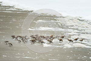 Flock of Sandpipers hunt in the seafoam for food