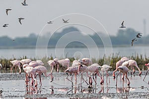 A flock of sandpipers landing in flamingos area